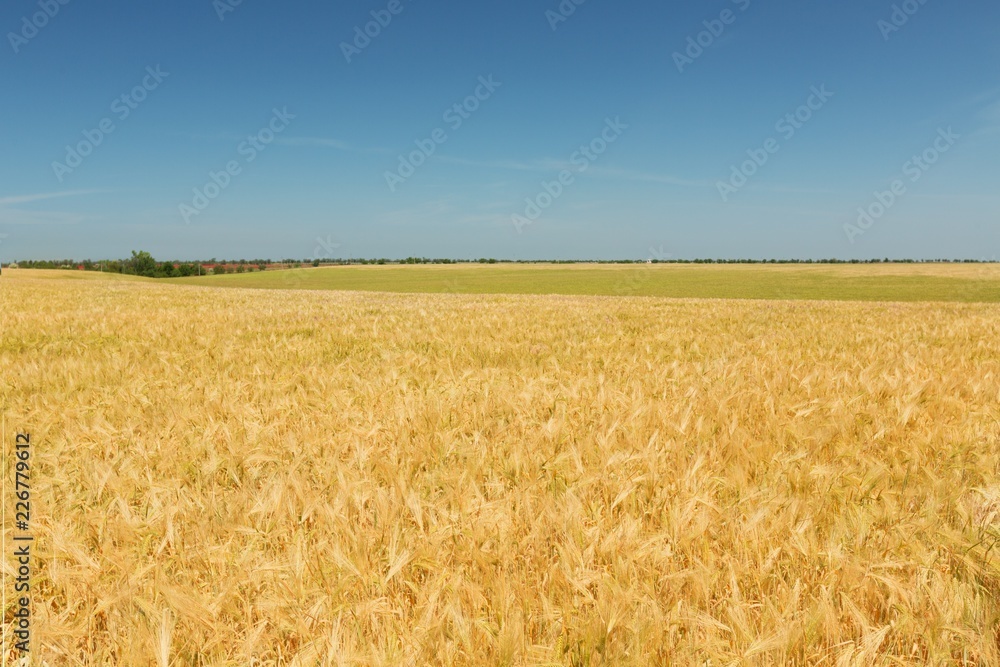 Golden Barley / Wheat Field