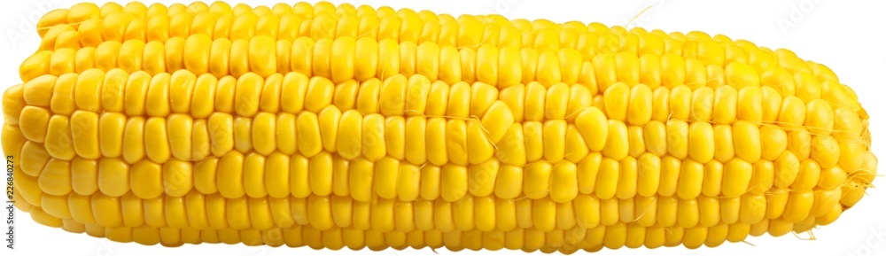 Shucked ear of corn - isolated image