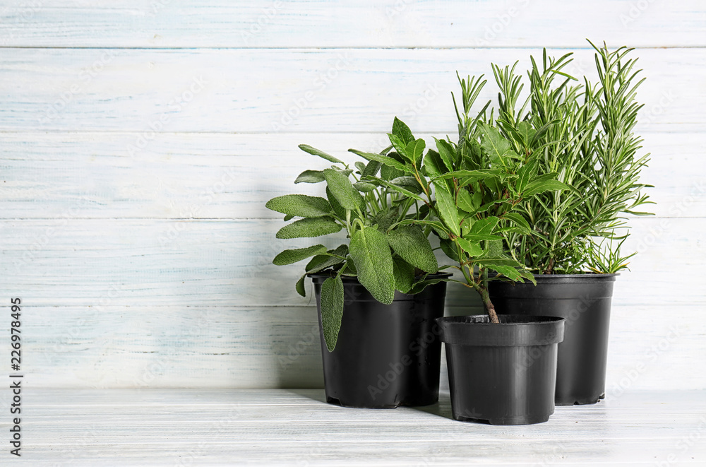 Pots with fresh aromatic herbs on white wooden background