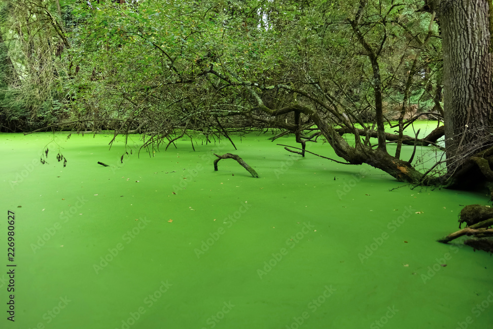 森林中的河流，藻类覆盖水面