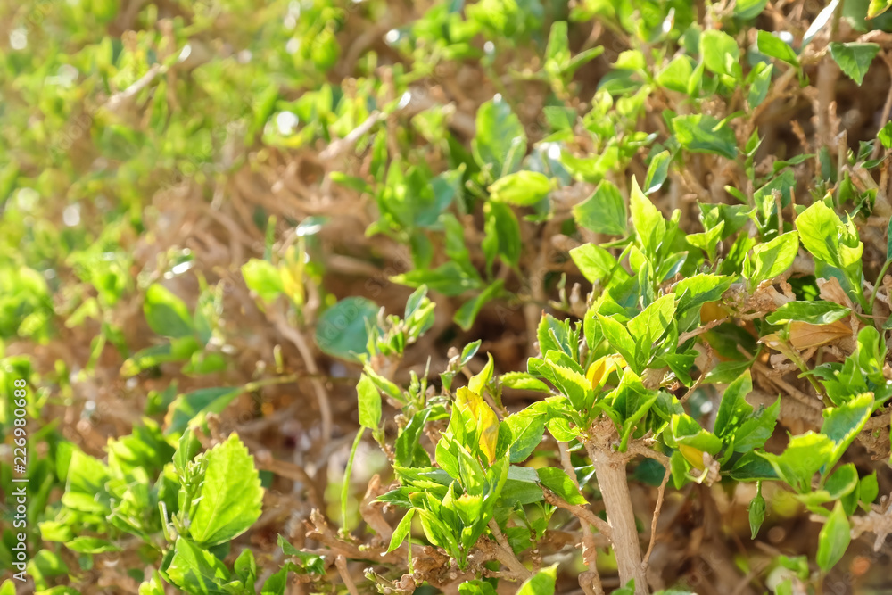 Tropical bush with green leaves on sunny day, closeup