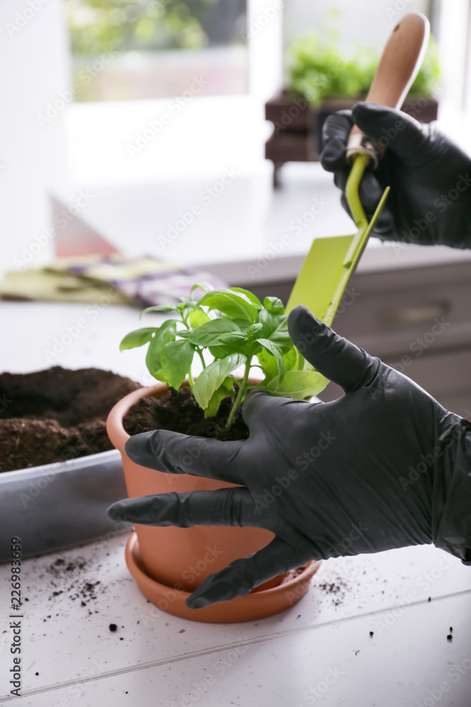 女人重新种植新鲜的绿色罗勒，特写