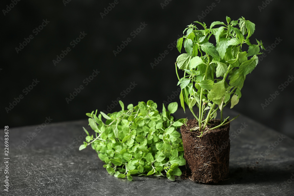 灰色餐桌上的新鲜芳香香草