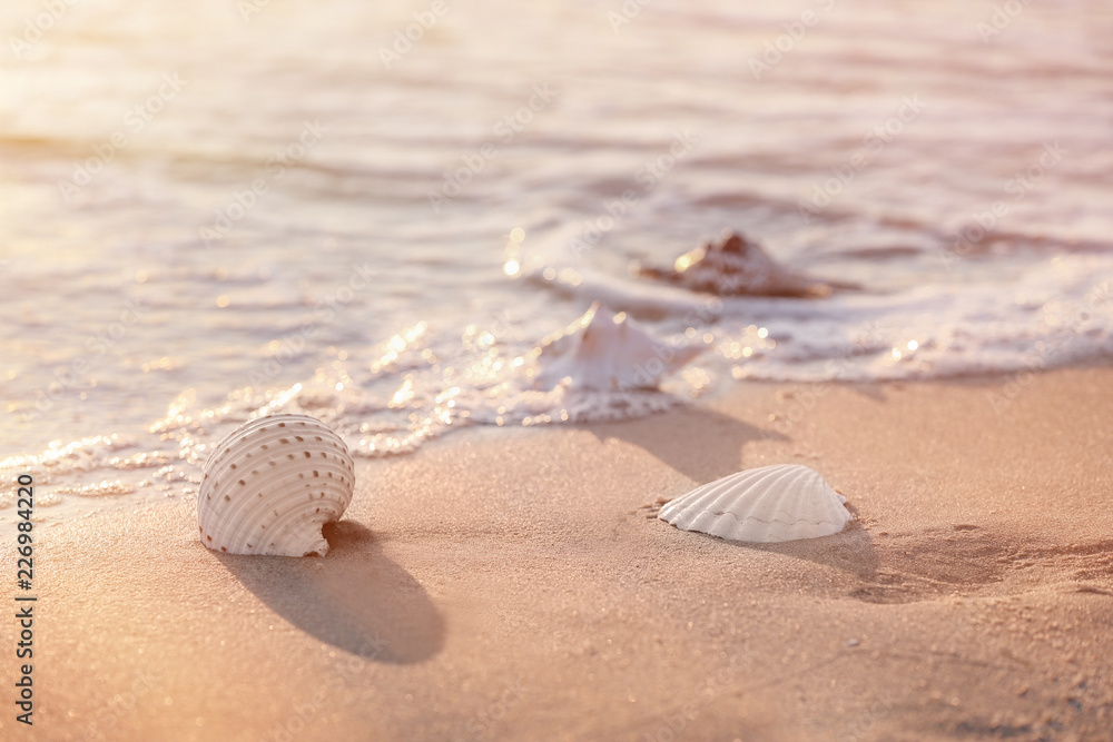 Sea shells on sandy beach