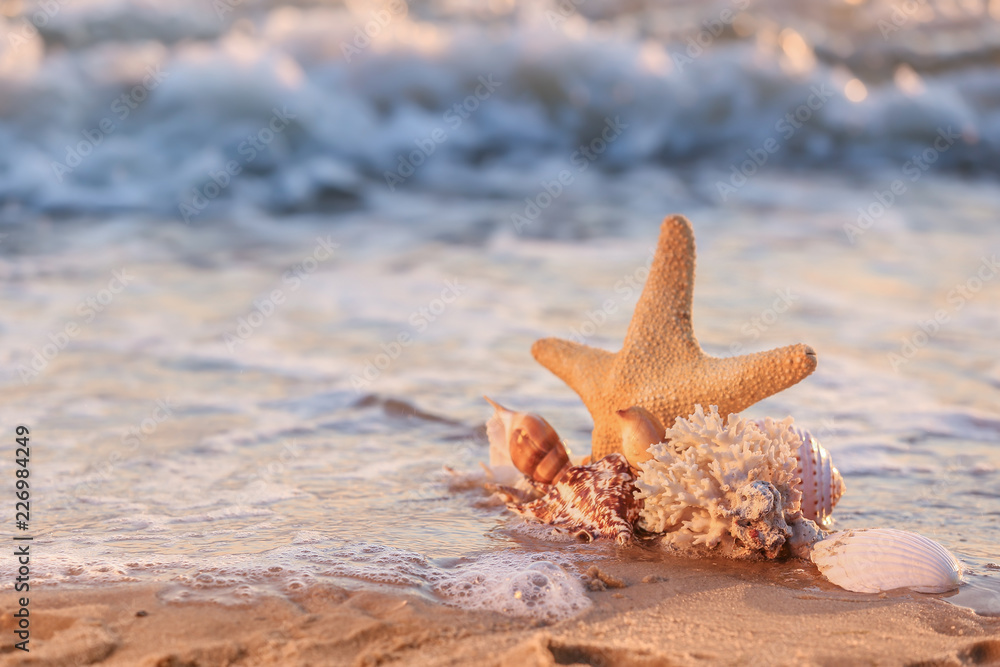 Sea shells and starfish on sandy beach