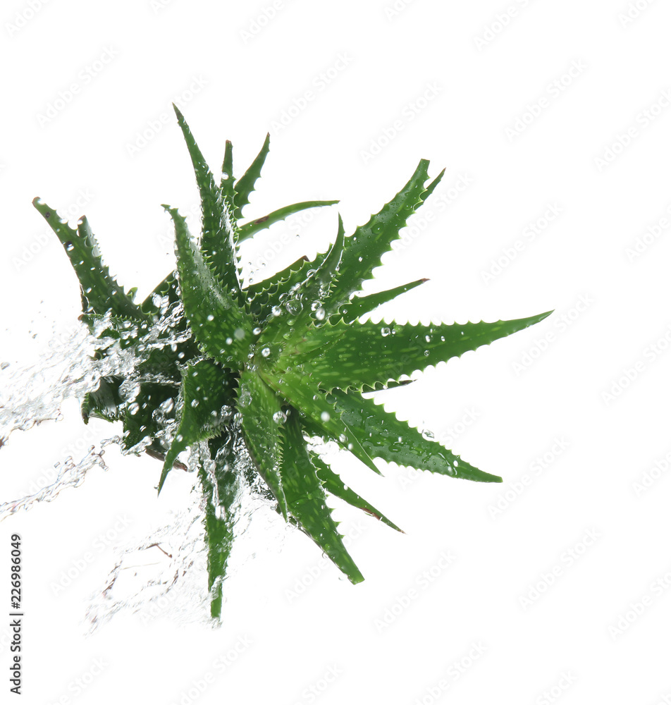 Fresh aloe vera leaves with water splashes on white background