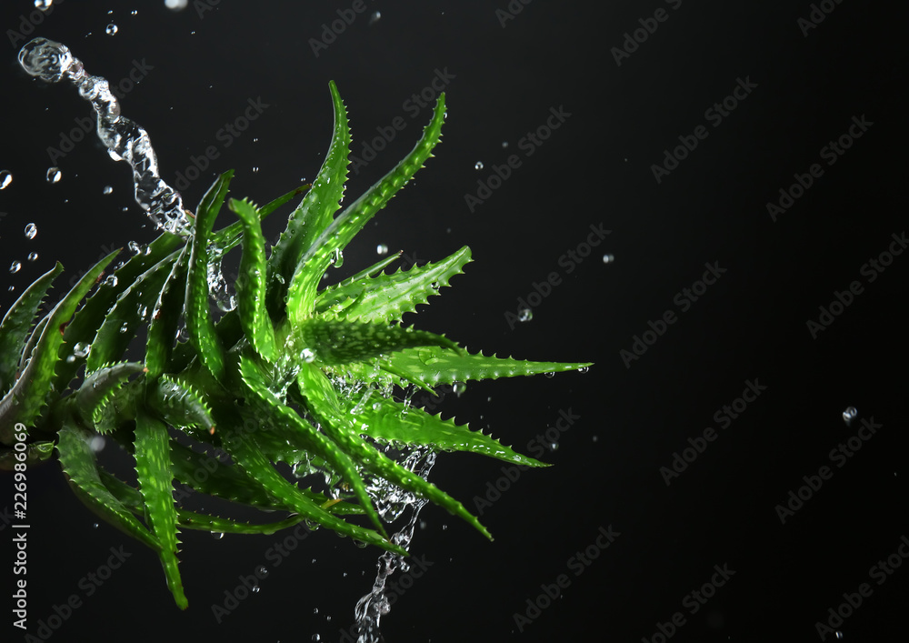 Fresh aloe vera with water splashes on dark background