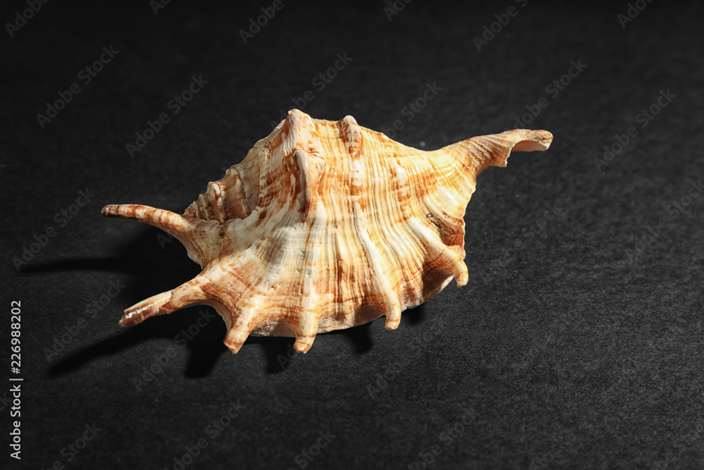 Beautiful sea shell on dark background