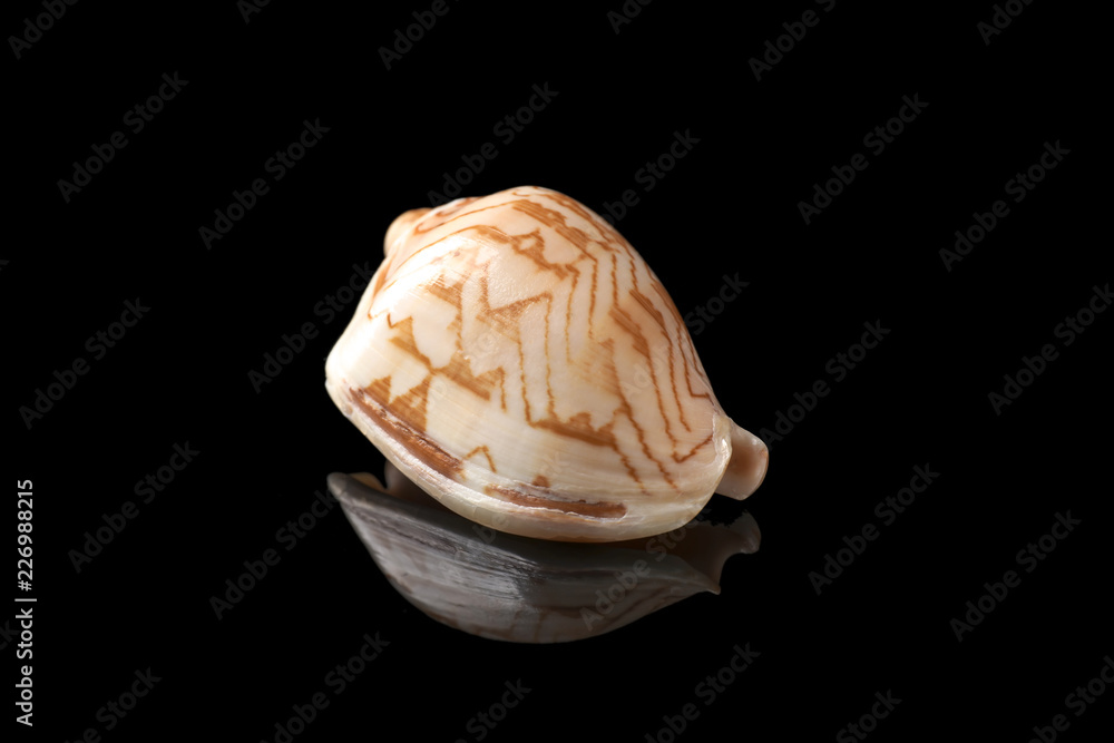 Beautiful sea shell on dark background