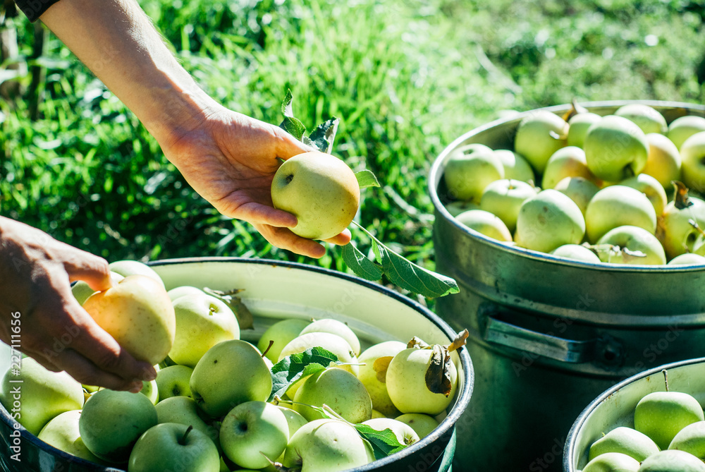 picking apples in the garden