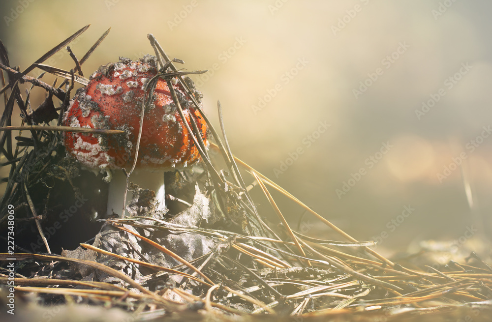 Amanita muscaria fly agaric red museum with white spots in grass（蘑菇中有白色斑点的蘑菇鹅膏菌）