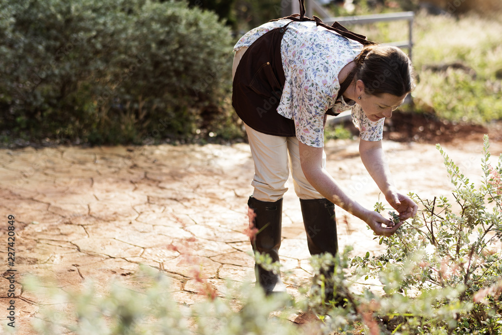 Woman collecting fresh herbs in her garden