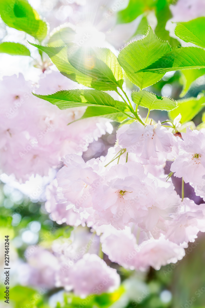 満開の桜