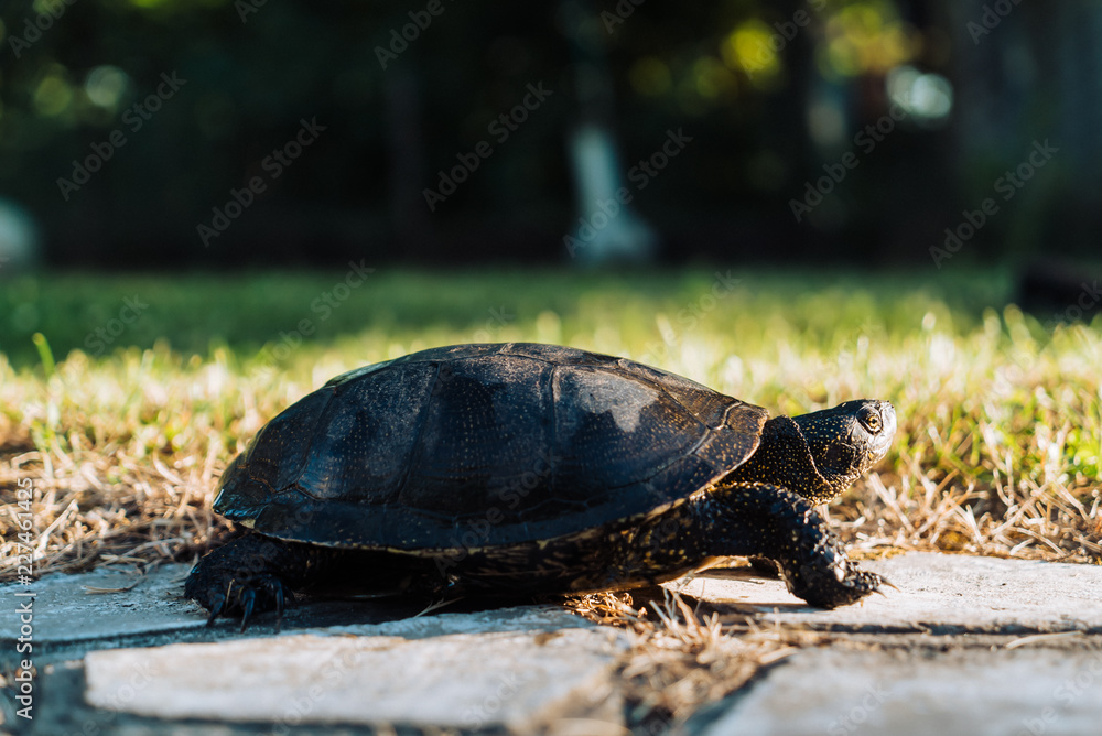 Turtle walking on grass. Wild turtle outdoors in Park.