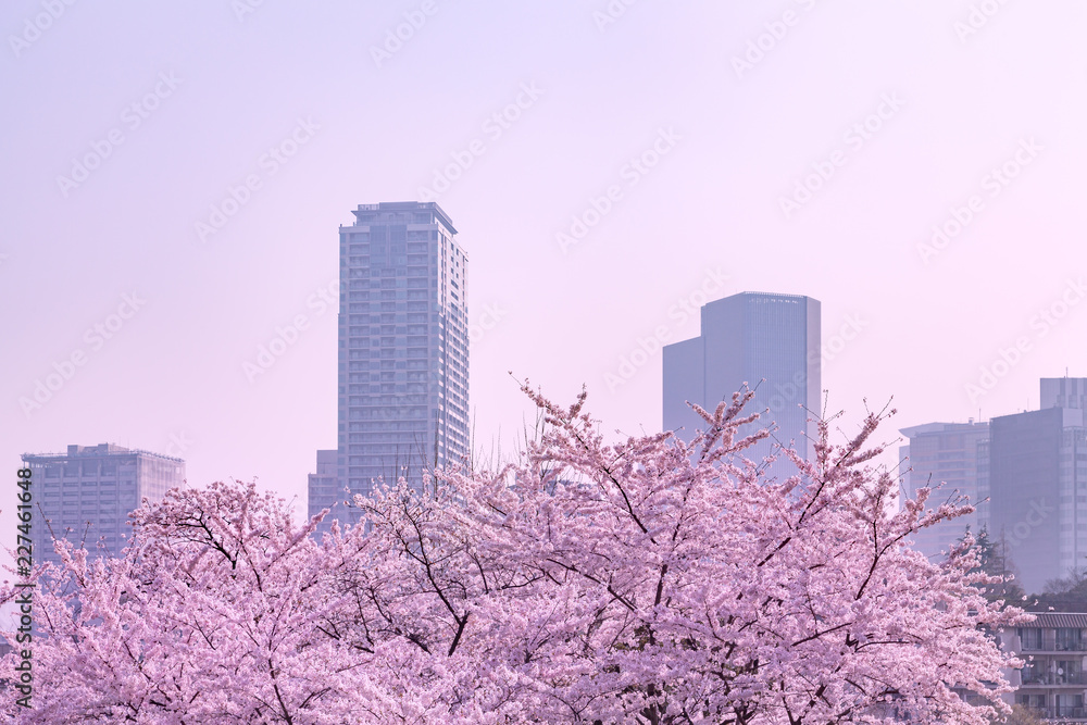 都会の桜