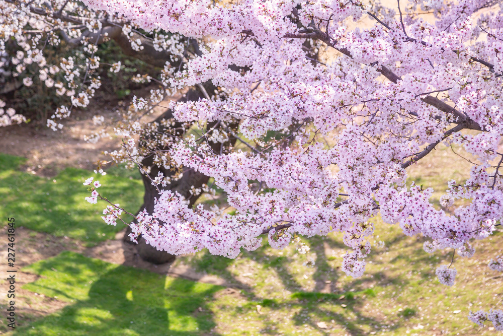 満開の桜