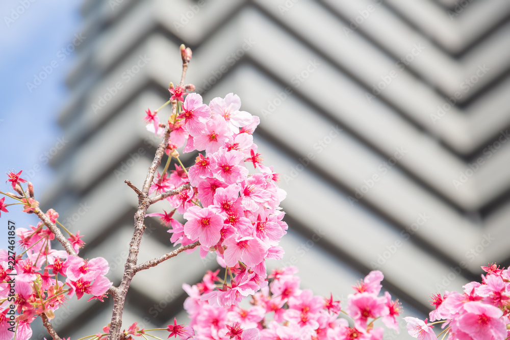 都会の桜