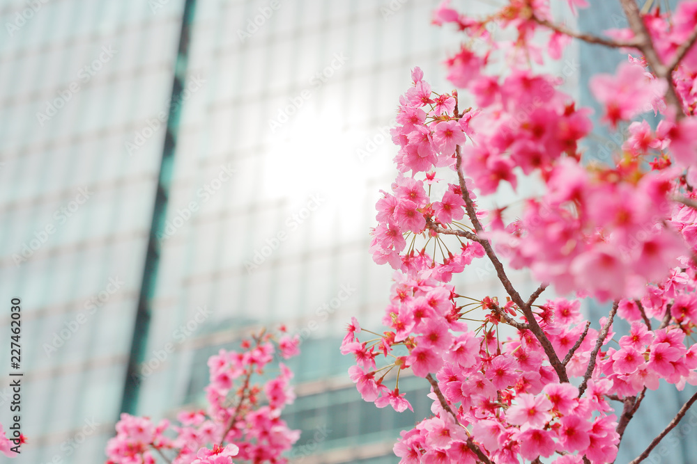 都会の桜