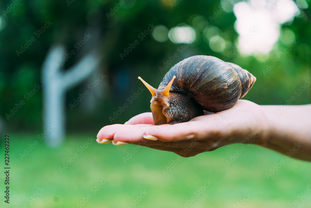 女人手掌上的蜗牛。巨大的非洲蜗牛，Achatina fulica。