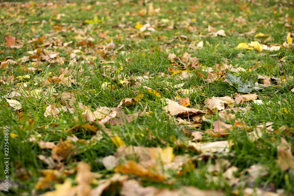 autumn leaves on green grass