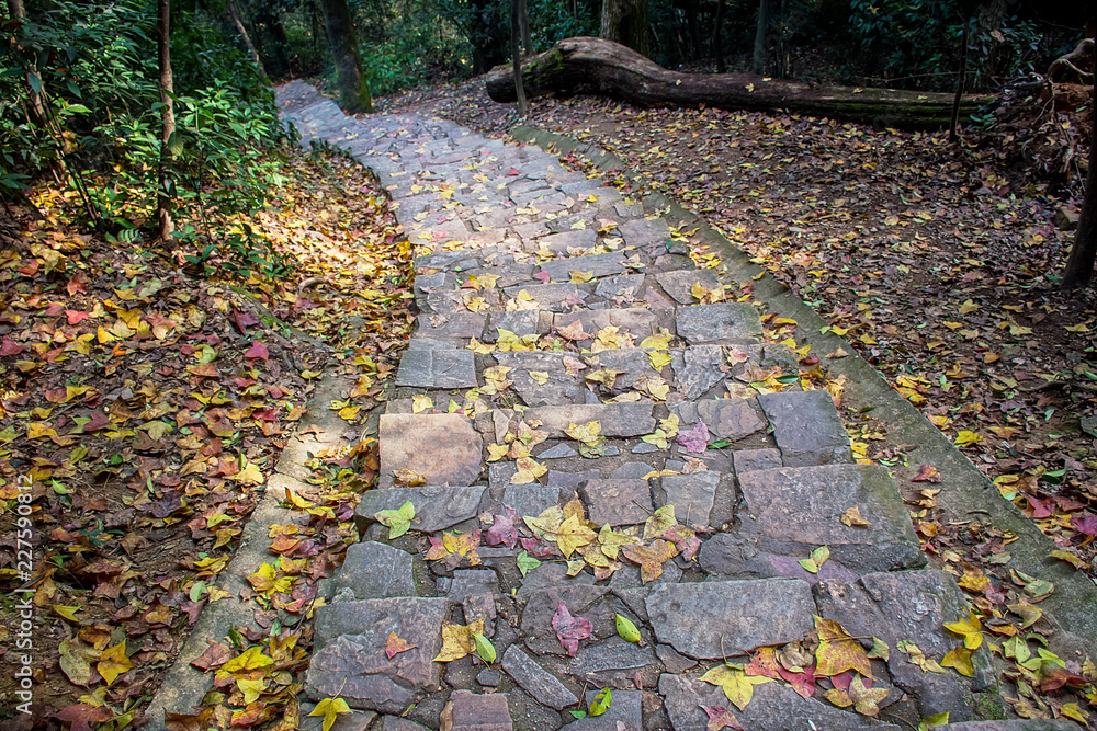 枫林山路枫叶/长沙岳麓山山路