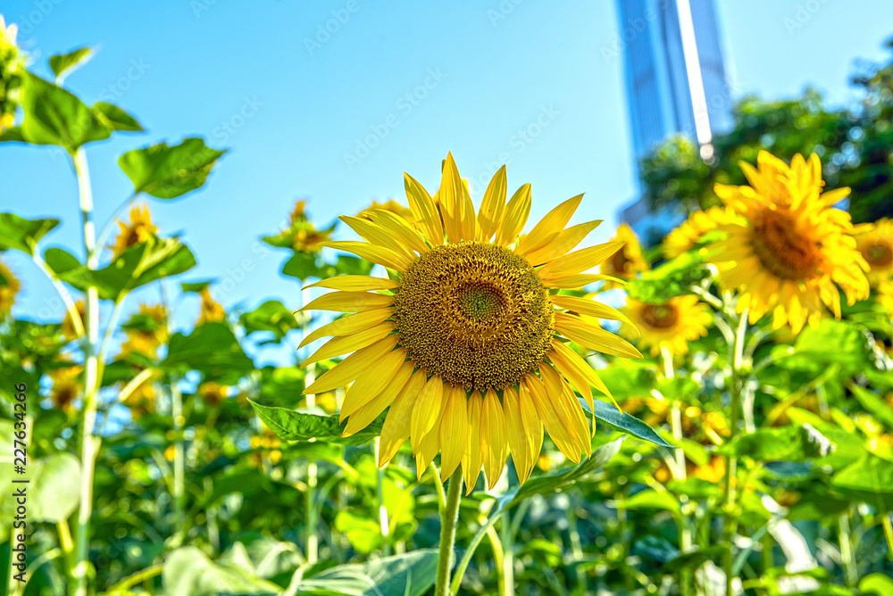 夏日阳光下的向日葵