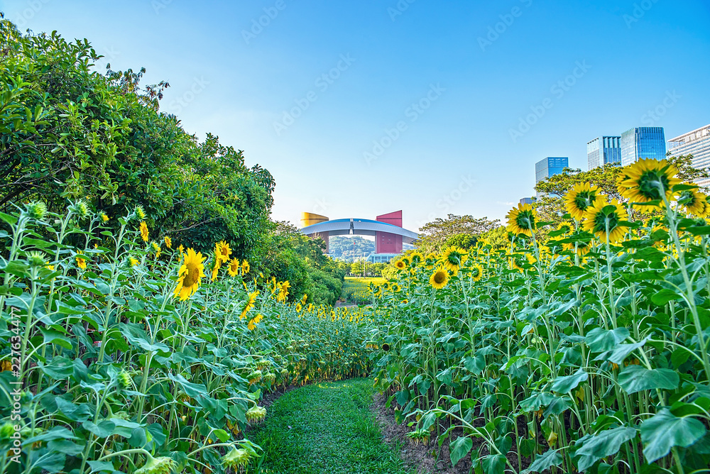 深圳市中心公园向日葵花海/夏日美丽向日葵