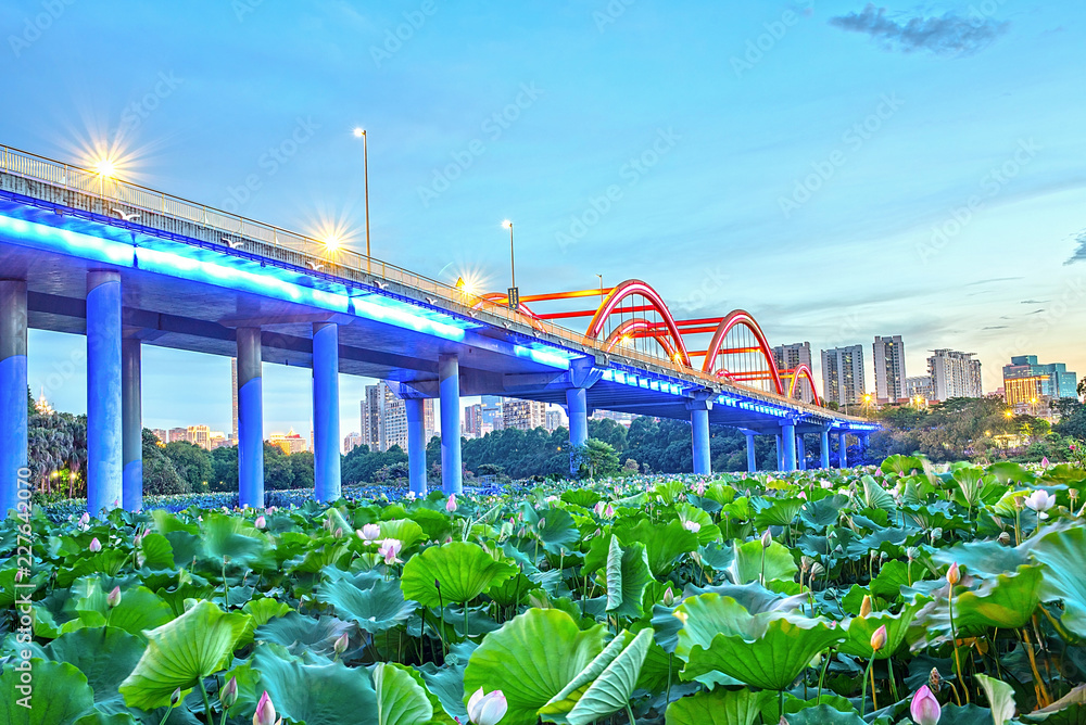 深圳彩虹桥夜景/深圳洪湖公园荷花