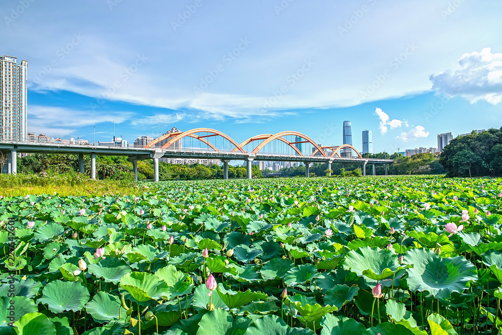 深圳洪湖公园荷花