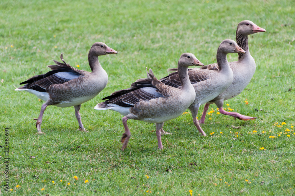 Graugänse im Gras