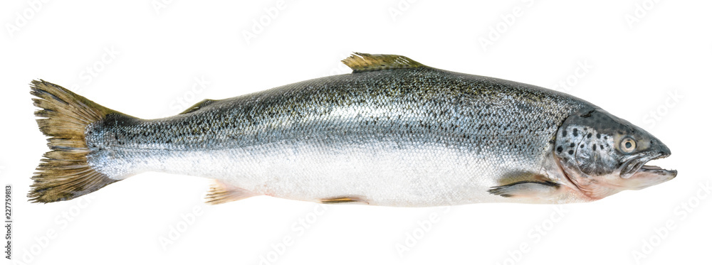 Salmon fish isolated on white without shadow