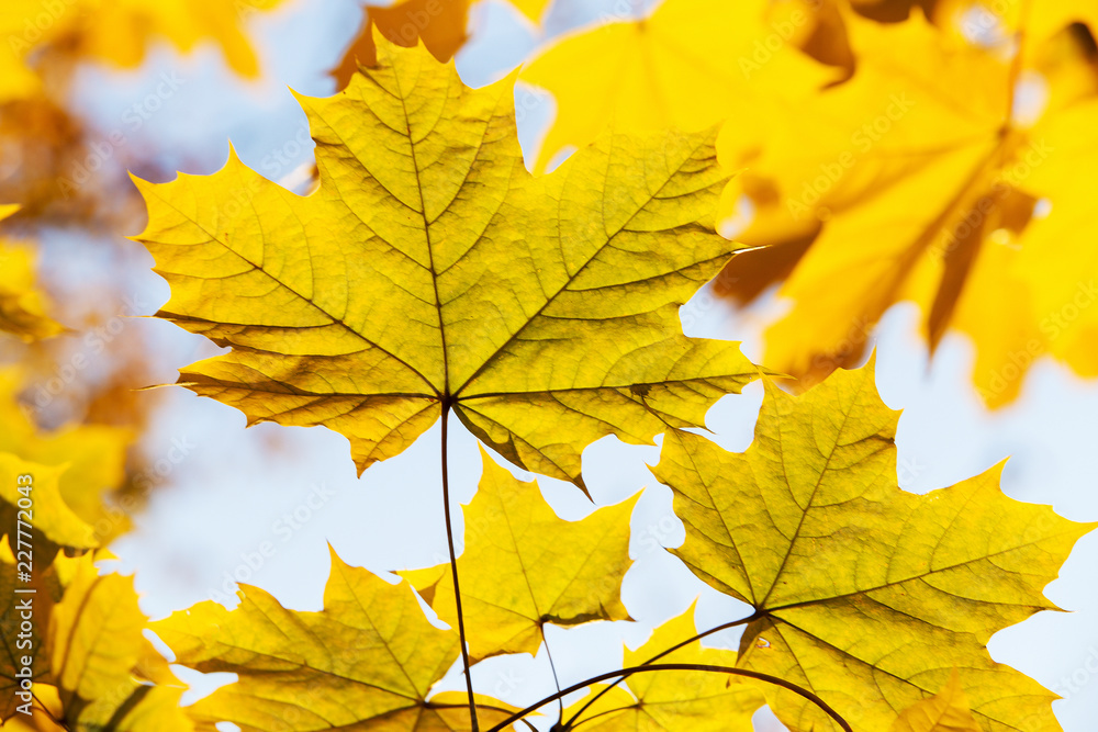 Yellow leaves October.   Russia, Canada, Finland, USA.