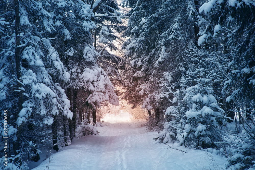 winter panorama on the road through coniferous forest