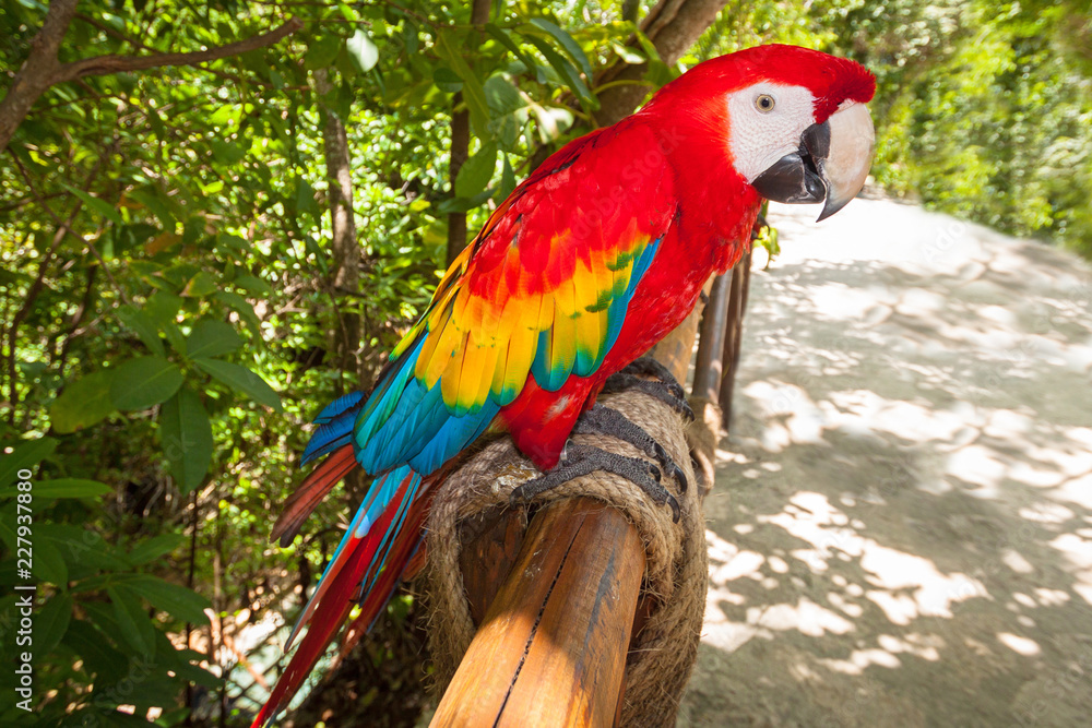 Ara parrot in the wild, Mexico