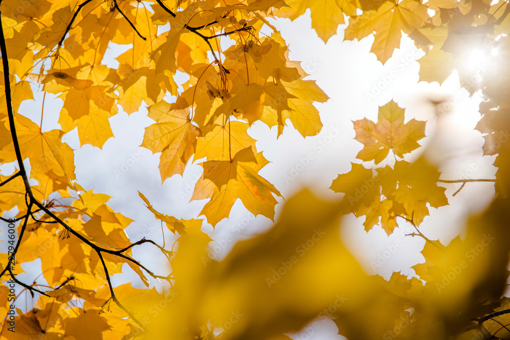 Autumn background-yellow maple leaves in the city Park. 