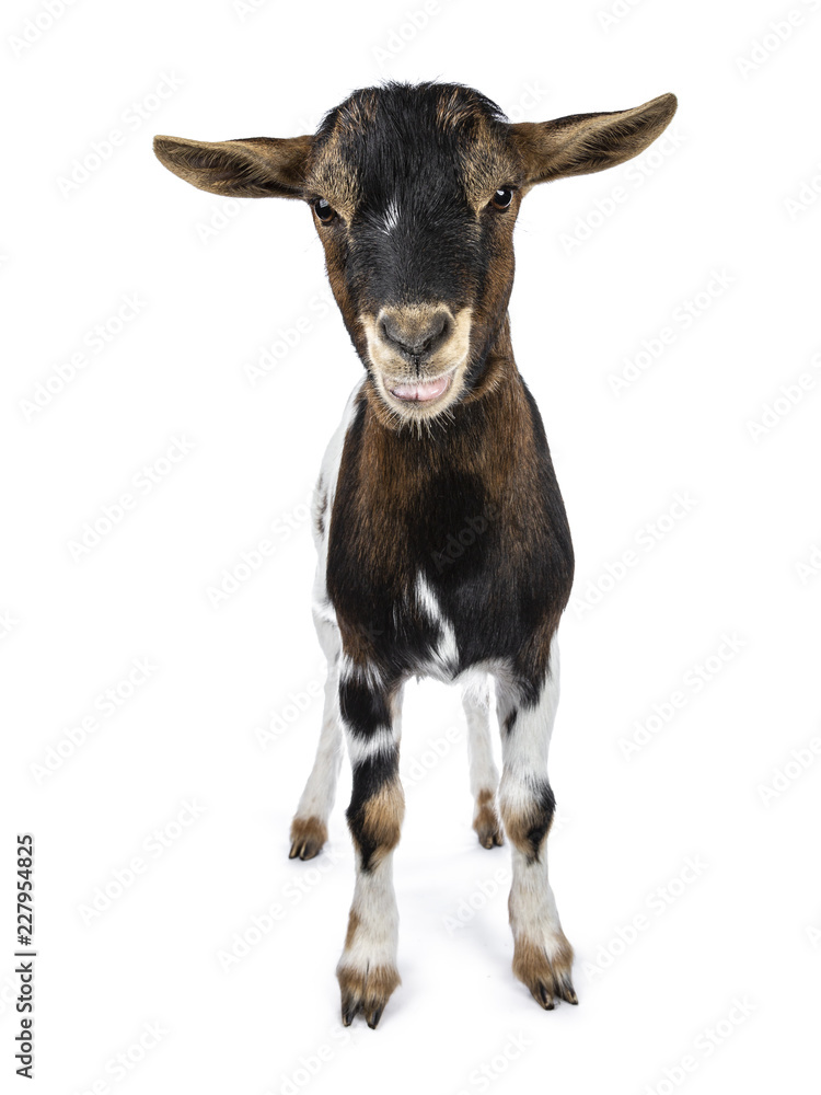 Cute white, brown and black spotted pygmy goat standing front view with open mouth and showing tongu