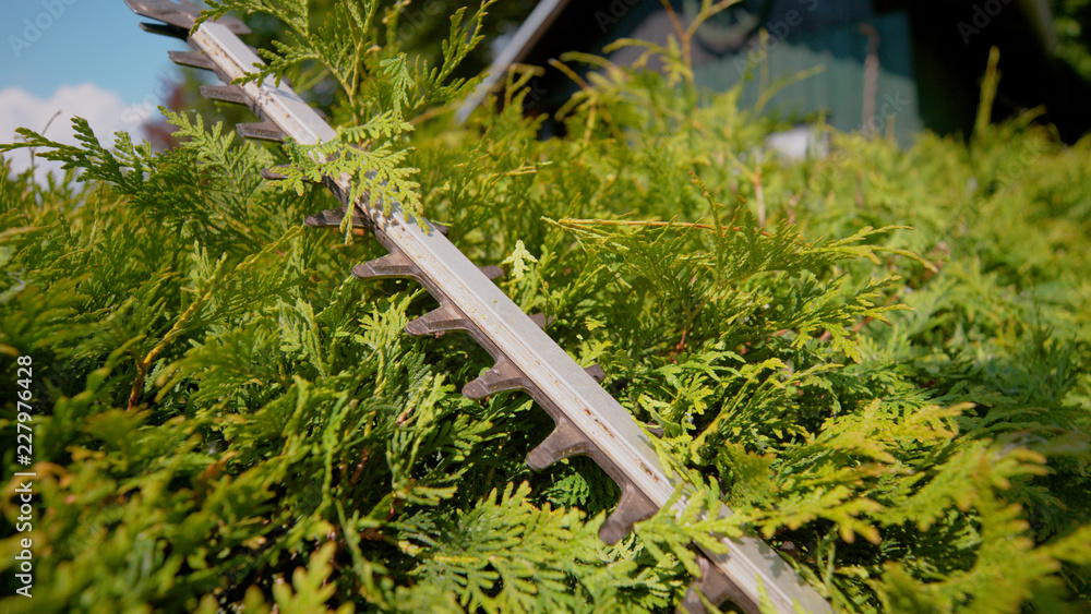 CLOSE UP: Unrecognizable person trimming the green bushes with hedge clippers.