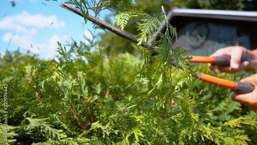 CLOSE UP: Unrecognizable gardener trimming the outgrown bush on sunny summer day