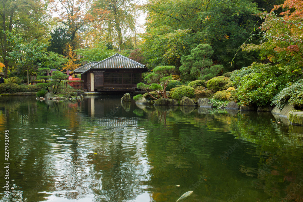 秋天。黄叶。日本枫树。日本花园。凯泽斯劳滕