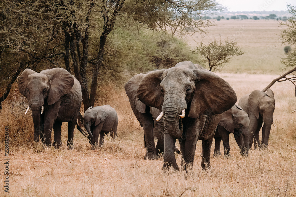 Elefanten Familie Elefantenbaby Afrika Tanzania Safari