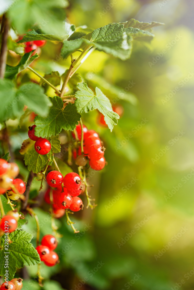 red currant berries grow on a branch of the bush in the summer in the garden. Close-up