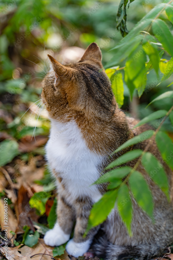 一只长着白色爪子的毛茸茸的猫背着坐在公园里，望向绿色背景的一侧