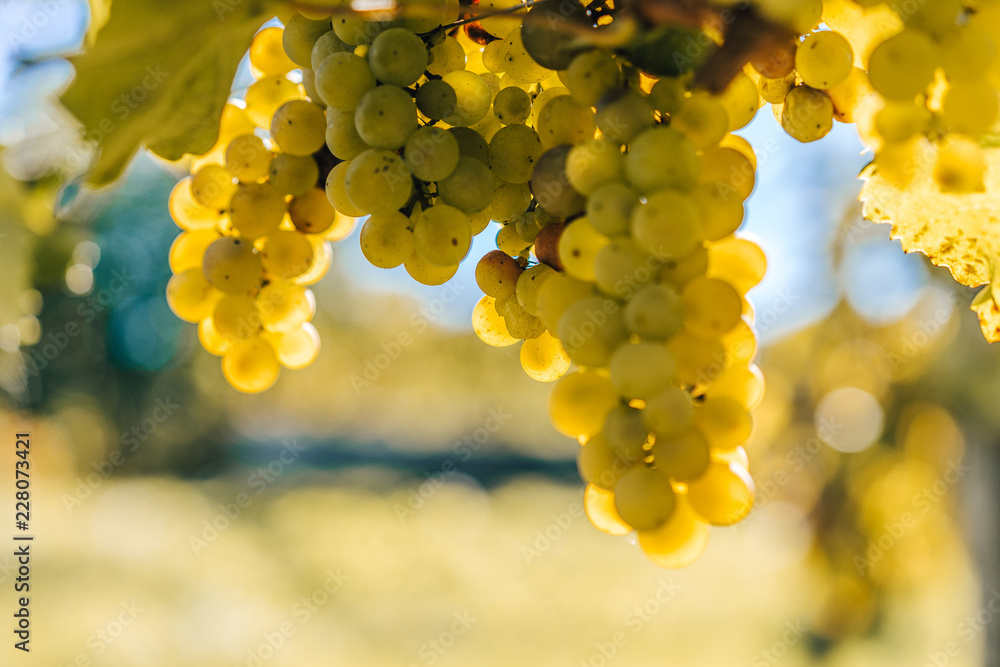 Grapes and vines of white wine in the sun, Autumn warm colors, harvest of vines. White ripe grape cl