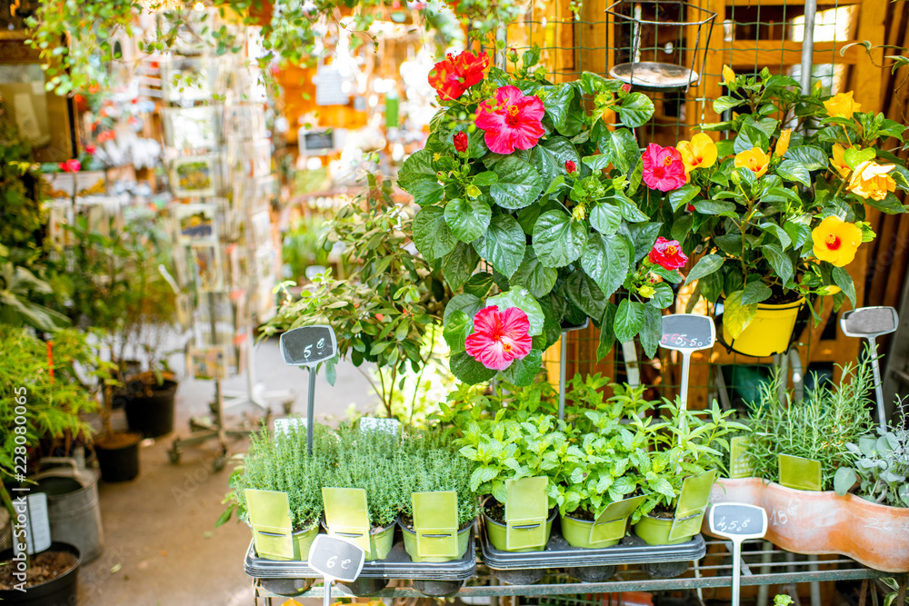 Green plants in flower pots on the showcase of the french market