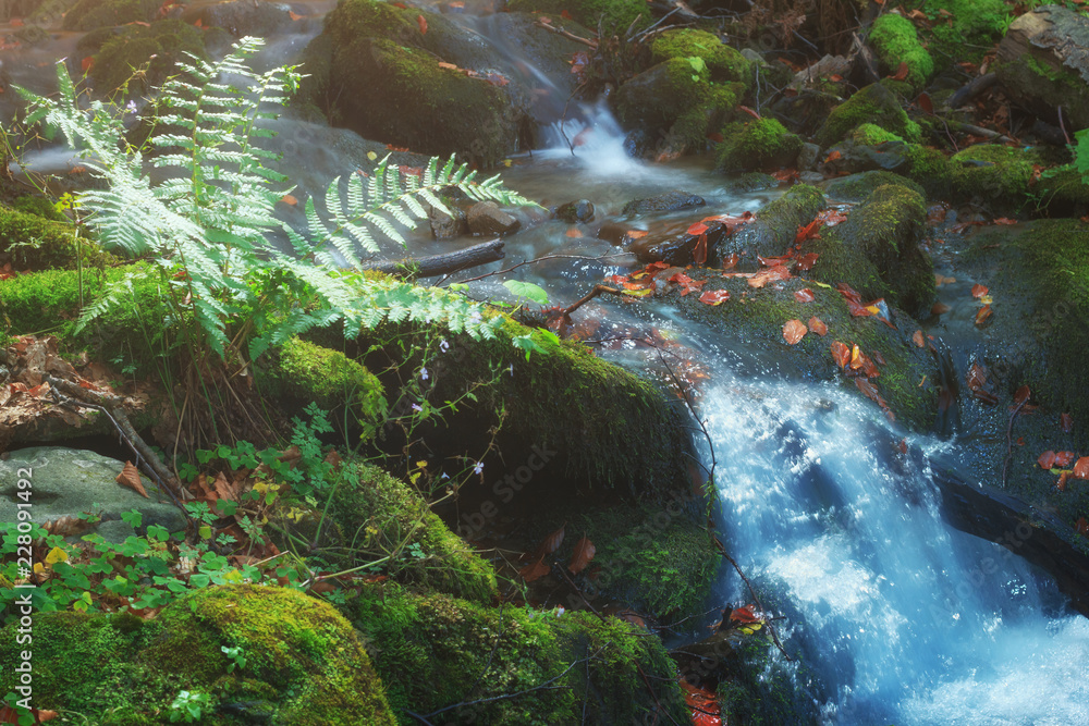 Mountain cold water creek with fern plant closeup. Autumn nature stream with green moss.