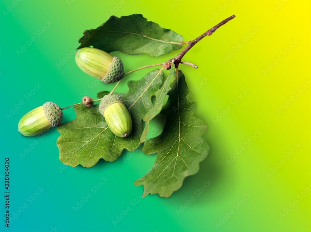 Pile of green hop cones isolated on white