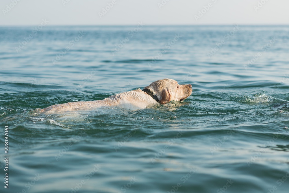 Yellow Labrador Swimming