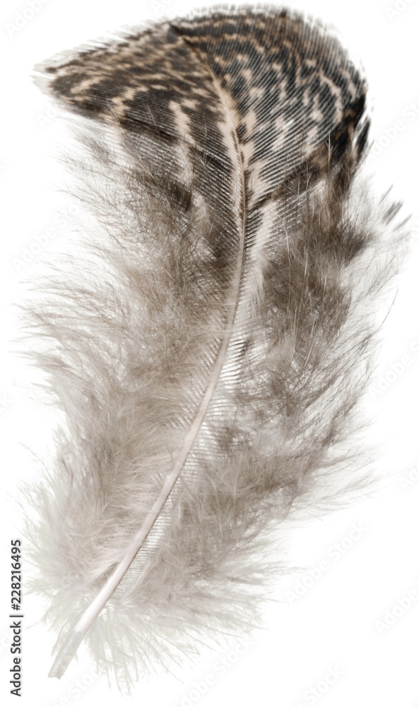 Brown Feather, Isolated