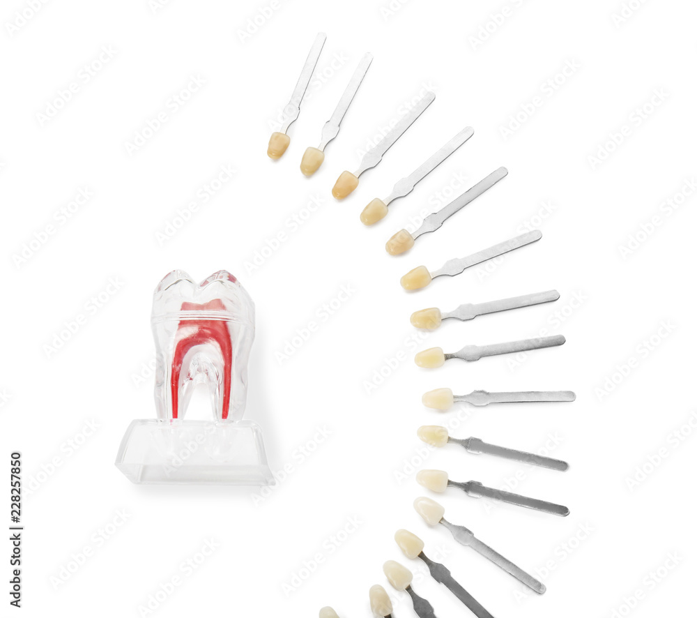 白底彩色样本牙齿模型