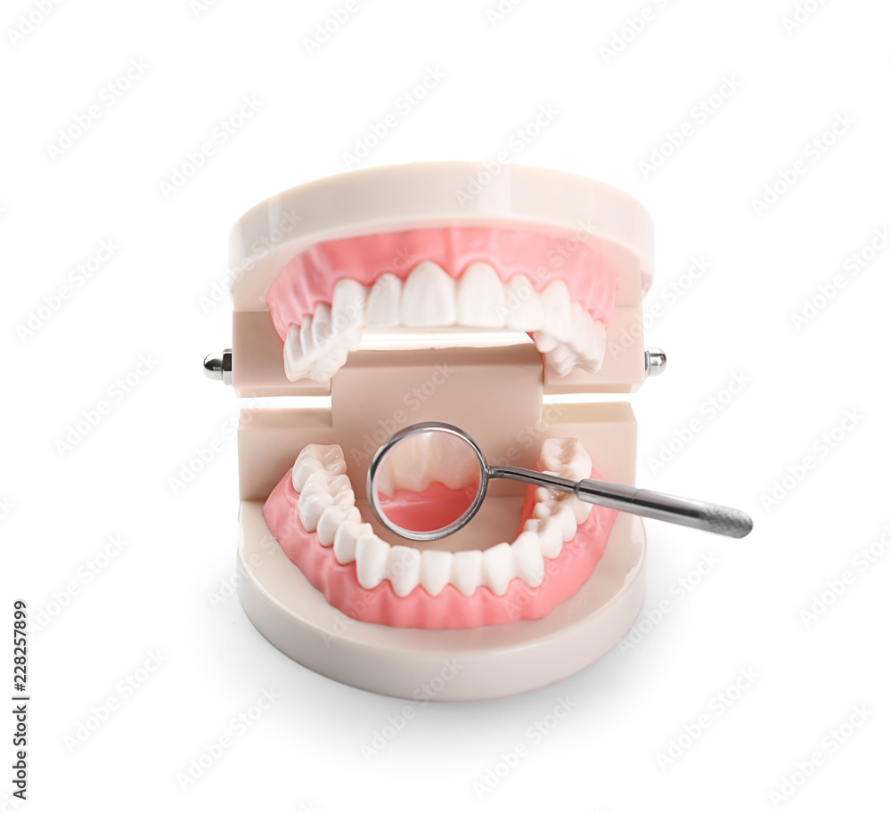 白色背景上的下巴模型和牙医镜子